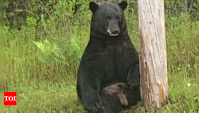 'No selfies': Florida police urges locals to avoid approaching 'depressed' bear - Times of India