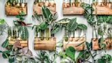 Tips on propagating houseplants from an Instagram plant expert, best-selling author