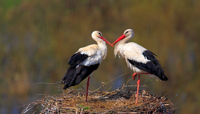 Beautiful white storks could be coming back to London