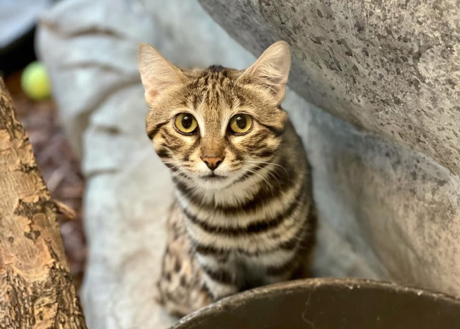 Hogle Zoo ‘fan favorite’ cat dies of kidney disease, potential mate’s future now up in the air