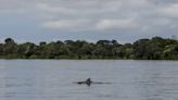 More Than 100 Dolphins Found Dead in Brazilian Amazon as Waters Reach 102 Fahrenheit