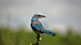 ‘A piece of the puzzle.’ How annual count helps protect endangered Florida bird