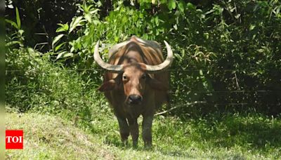 Hand-raised buffalo released into the wild | India News - Times of India