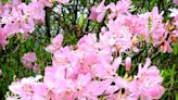 Pinkshell azalea has spectacular flowers, is easy to grow | Mystery Plant