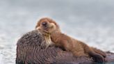 Santa Cruz Otter Famous For Harassing Surfers Has Been Spotted With a Baby