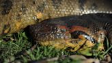 'Magnificent creatures': New photos show largest anaconda ever recorded