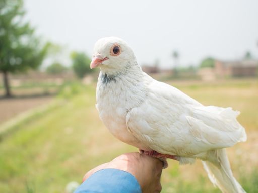 Pet Dove Greets Human Every Night When She Comes Home Just Like a Dog