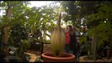 Corpse Flower finishes blooming at Como Conservatory