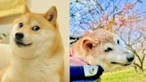 ¡Hasta siempre Kabosu! Muere la perrita que inspiró el meme "Doge"