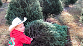 SC has among the best Christmas tree farms, Southern Living says. How to find it, 5 more great ones