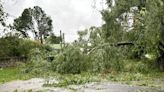 Fuerte temporal en Colonia: un árbol cayó encima de una cabaña y falleció un niño de 8 años