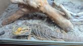 Animal ban for man who mistreated exotic pets