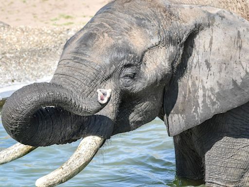 Male elephants use deep rumbles to signal when it is time to go