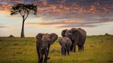 Unusual elephant behavior sparks international concern: ‘We are facing a lot of water shortages’