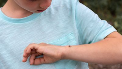 Ticks are here to stay: Expert tips on staying safe as Ontario reports 60 Lyme disease cases in 2024