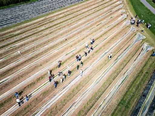 Hessen Spargel-Bauern ernten früh und hoffen auf große Menge