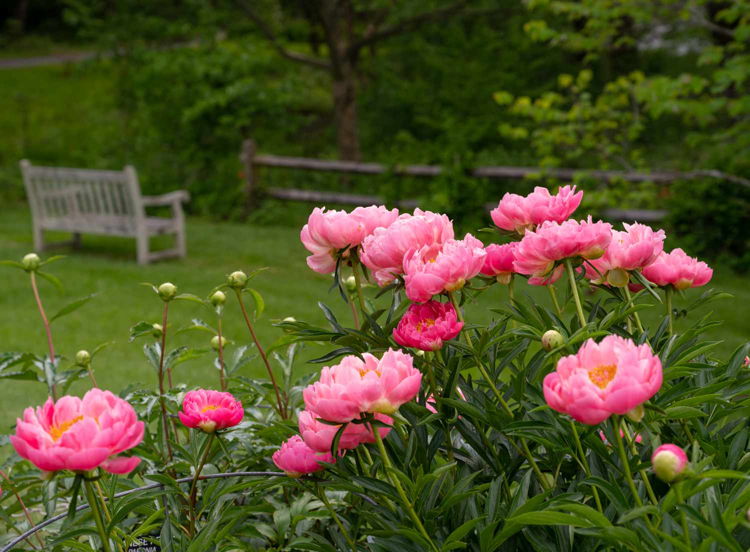 Why Aren't My Peonies Blooming? Gardening Experts Weigh In