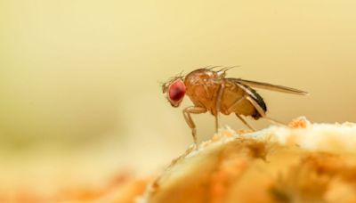 Pest expert's homemade trap gets rid of fruit flies using just two ingredients