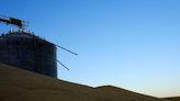 As climate shifts, a leafhopper bug plagues Argentina's corn fields By Reuters