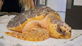 Brevard Zoo to release sea turtle after 3 months of rehab for pneumonia