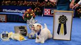 Who won the National Dog Show? Meet the 2023 Best in Show pup