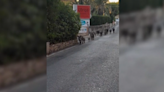 Una piara de 15 jabalíes pasea por una carretera de Dénia, en Alicante