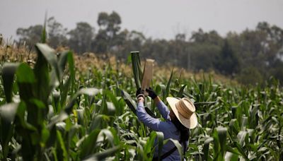 Nuevo gobierno México abandonará búsqueda de autosuficiencia en maíz amarillo: próximo sec. Agricultura