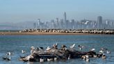 Unprecedented numbers of gray whales are visiting San Francisco Bay, and nobody quite knows why