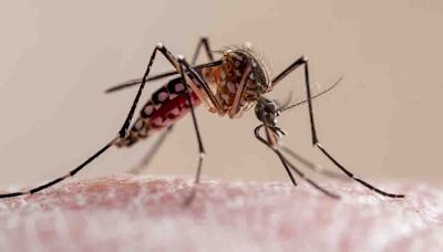 Dengue fever alert issued in Florida Keys after locally acquired cases detected