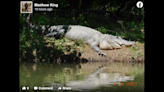 10-foot alligators spotted in Alabama — but they’re no reason to worry, experts say