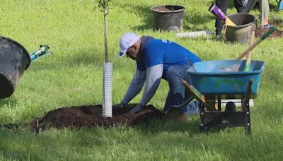 AES Indiana giving Hoosiers free trees for Arbor Day