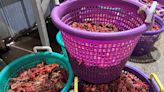 Crawfish prices take dip down for Mother’s Day