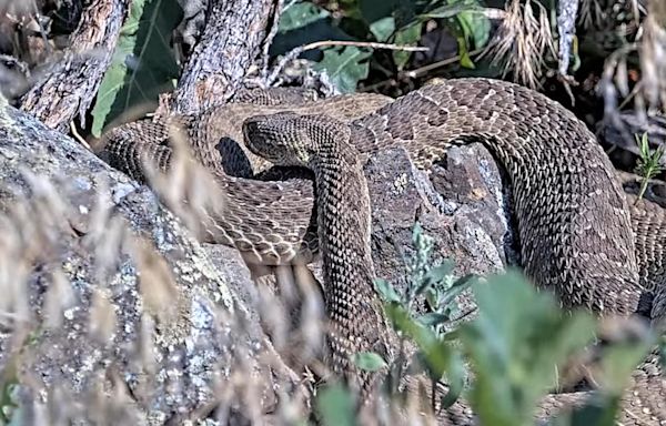 Rattlesnake "mega-den" in Northern Colorado is now featured on a live stream