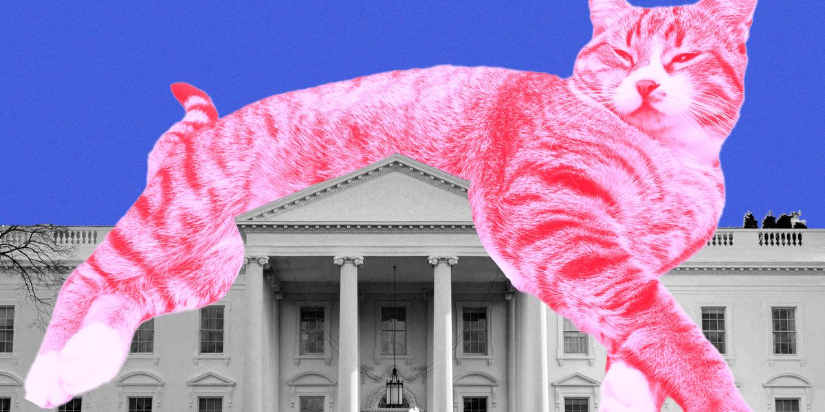 The 2024 Election Is All About Cats Right Meow