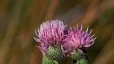 Delay on federal protections for native southeast New Mexico flower prompts lawsuit