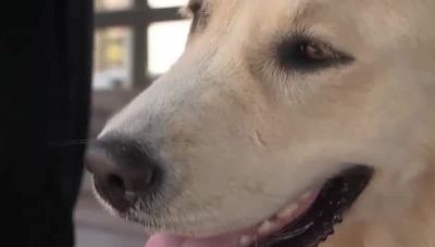 Golden retriever saves other dog from coyote attack on the beach