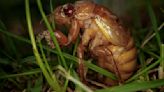 Up close and personal, cicadas display Nature's artwork. Discerning beholders find beauty in bugs.