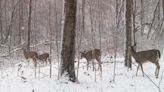 Body armor-wearing men face multiple charges after shooting near Pa. game wardens, hunter