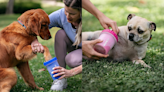 This portable $12 paw cleaner saves floors and furniture from Fido's worst, and it's 50% off