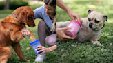 This portable paw cleaner saves floors and furniture from Fido's worst, and it's $12 — that's 50% off