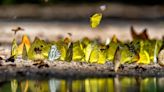 Italian Museum Creates Tanzanian Butterfly Forest to Raise Awareness for Biodiversity