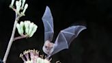 How to Attract Bats to Your Yard—and Why You Want To