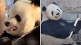 Panda imita gestos de su cuidador al romper bambú y encanta a internet: “Te amamos dientitos”