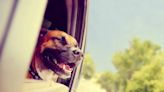 Pit Bull Mix Is The Definition of a Cool Customer Riding in Animal Control Transport