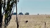 Unglaubliche Aufnahmen zeigen „schwarzen Panther“, der über eine australische Farm springt