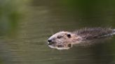 New legal protections for wild beavers in England a ‘gamechanger’ conservationists say