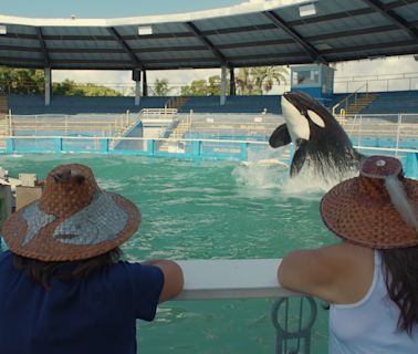 ‘My Octopus Teacher’ Producer Off The Fence Acquires Documentary ‘Resident Orca’