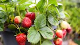 How to Grow and Care for Everbearing Strawberries