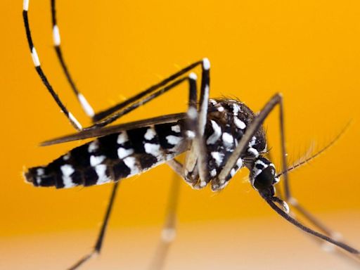 Travelling to a European country with dengue? Top tips to keep tiger-mosquitoes at bay