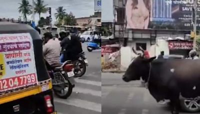 'Don't Moo-ve Forward': Pune Police's Traffic Rule Reminder Features An 'Obedient' Cow - News18